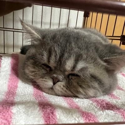 kazu_ui46's profile picture. ミヌエットの初(うい)くん♂R4.1/3生まれ 短足とつぶれたお目がチャームポイント♪ よく無意識に舌ぺろしてます💦 愛猫と新米パパでお送りするのんびりライフ