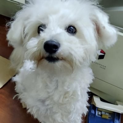 fidfidefidelis's profile picture. Arsenal at heart since 2002

I've got a few other hobbies 

Dog person