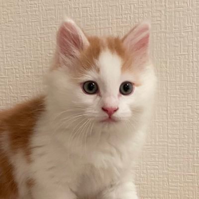 スーパー猫の日が誕生日のサイベリアンのルルくんの日常です🐈