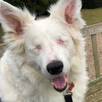 Jessie Two Pigs (@jessiepigs) 's Twitter Profile Photo Jessie Two Pigs (@jessiepigs) 's Twitter Profile Photo