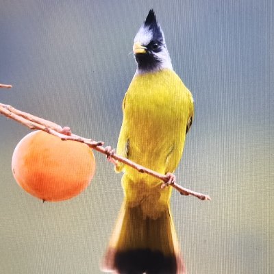 ynyiran's profile picture. yiran