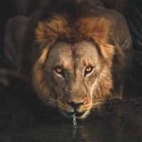 ASLAN PARÇASI ✋🙂🤚 (@aslanparcasi05_) 's Twitter Profile