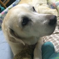 清宮茜🌻🐾 (@gravity0dada) 's Twitter Profile
