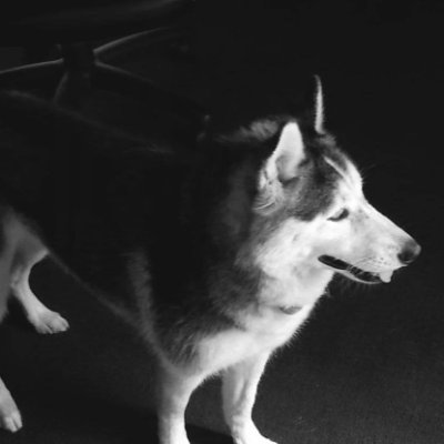 ShadowShifter's profile picture. Singer/Song Writer/Musician