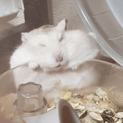 akagenoan4's profile picture. トリリンガル(英語-韓国語-日本語)の息子2人の母。現在高3の長男は中1で英検2級と準1級を続けて合格、高3で1級🈴次男(現在中2)小5で2級中2で準1級🈴健康ハッピーな毎日を目指してる日常アカ。京都ぷらり散策多め😅2022/7京都検定3級🈴旅行グルメ🐹家族大好き🥰優しい方々と繋がりたい❣🤗🍀