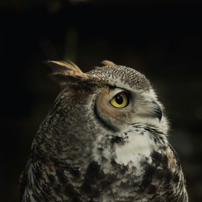SS_pyjs's profile picture. 