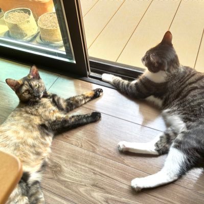 世の中のねこはみんな等しくかわいい。でも、うちのこがいちばんかわいい。サビ猫のイセとキジシロのシマの成長を見守るアカウントです。飼い主1と飼い主2でお送りします。