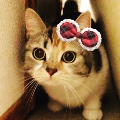 nekomarosalon Profile Picture