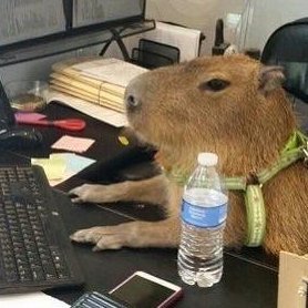 jeffeeeeeeee's profile picture. Tossaja