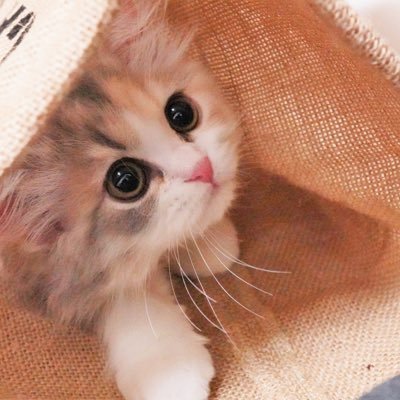 サイベリアンのえれにゃん＆るいくんです。Siberian cat 🐱BD ERENA:2019.4.20 （ダイリュートキャリコ）LOUIS:2019.8.8 （クリームタビー＆ホワイト）Instagramhttp://bit.ly/2YjmKyW5 YouTubehttp://bit.ly/2O3lP442