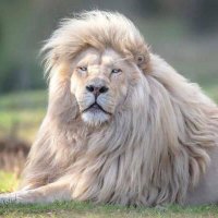 احمد عقيل الكناني (@ahmedakil313) 's Twitter Profile