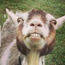 goatalik's profile picture. 