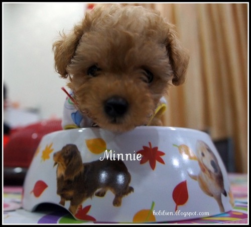 hovivien's profile picture. A Pet lover, Happy-Go-Lucky & Your everyday girl who loves to smile :)