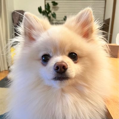 y0d3n's profile picture. One for All,All for わんわんお！🌻
