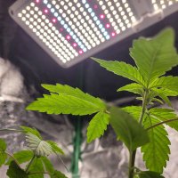 CannAGuyGrow (@mrgreenthumbguy) 's Twitter Profile