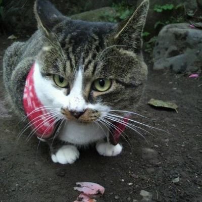 元生徒会長。AV出演経験有。メスイキ達成完了。調教済。全身性感帯。
おちんちん大好きなドM。ザーメンソムリエ。
エロはライフワーク、映画は趣味。
明るく楽しく正直な下ネタが好きです。
現在地元の地域猫サポーター活動として
地域猫・つむぎちゃん(去勢済/推定10歳)の
お世話をしてます。とても可愛くて大好きです(^-^)