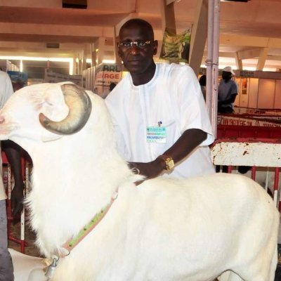 Nigeria No: 1 livestock breeder and salesperson. O Waste Agricultural Innovator.