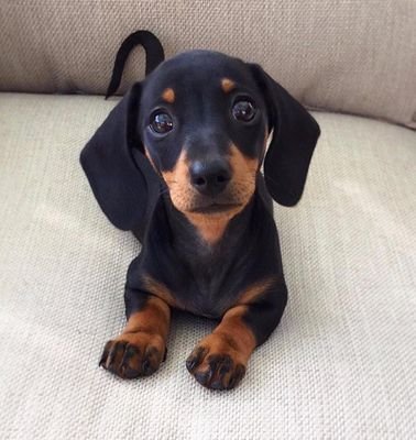 Welcome to our #dachshund lover group. This group is dedicated to all #dachshund lovers and owners.. 🥰