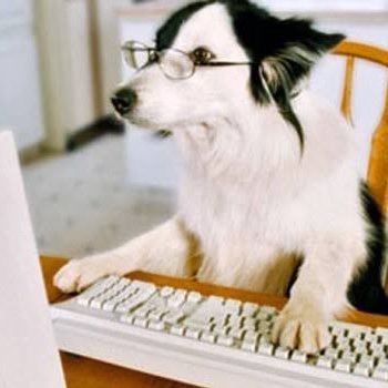 traderdogg's profile picture. Trading | Politics | Memes |