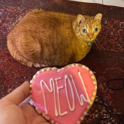 tellthemimgone's profile picture. go to drug and dont do schools