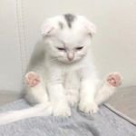 Когда цветёт сирень , я становлюсь счастливее