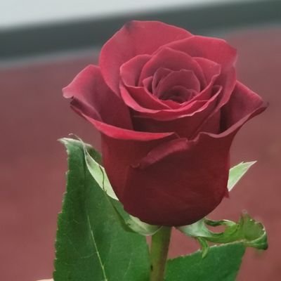 AlbaCorrales2's profile picture. #businesswoman #marketinggital #funny #creative #socialmedia #Independent #politics #republican #arts #IbelieveinGod #sociable #strong #vision #Bible