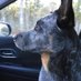 DR. Chloe The Australian Cattle Dog (@acdchloe) Twitter profile photo DR. Chloe The Australian Cattle Dog (@acdchloe) Twitter profile photo