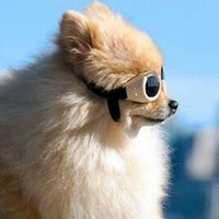 ポメすけ (@pometch) 's Twitter Profile Photo