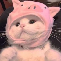 Jess (@jesselek) 's Twitter Profile