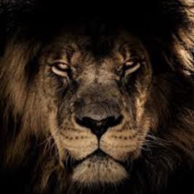 Newly established betting service coming to the Twitter scene to take over. https://t.co/kEKkj2JseF 🦁📲
