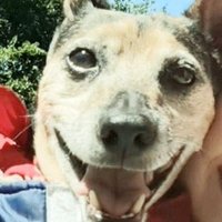 Princess Puggy, Hoomom Danielle, & Angel Nemo (@starlord4e) 's Twitter Profile