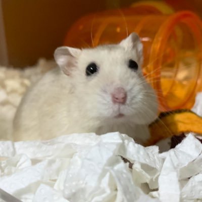 Lien_o5z5's profile picture. -