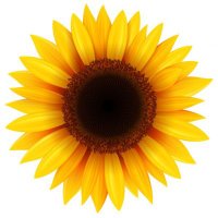 Meg (@sunflower_3791) 's Twitter Profile