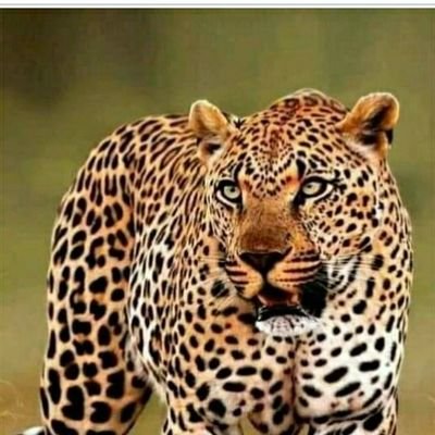 HonPeterTongi's profile picture. Engineer 
prestoland Real estate Director

Nyaribari Chache MP Aspirant

Senator Kisii County Aspirant 
Worked KENYA Rural Roads Authority KeRRA