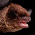 PK Bats (@pkbats) Twitter profile photo PK Bats (@pkbats) Twitter profile photo