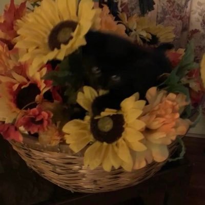 Foster mom for cats and kittens; dogs and puppies! Love flowers and a Vietnam Veteran
