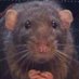 Rat (@Shadow24832863) Twitter profile photo