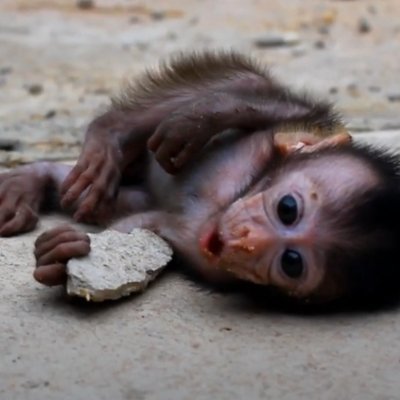 Custom baby monkey torture is illegally purchased via telagram/paypal ever increasingly. Uncanny valley is decreasing empathy across the board. #AnimalRights