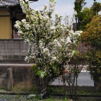 捲り届かず (@0910makure) 's Twitter Profile