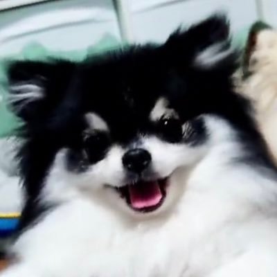 ポメ大好きな飼い主です！ 我が家の🐶たちはもちろん、みなさんの🐶ちゃんたち見てきゃわわ😍ってなってます！会うのはなかなか難しいかもだけど、何かしらな🐶ちゃんサークル作ろうと考え中🤔