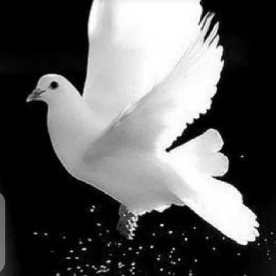 austinsagay1's profile picture. Nice ,Gentle N Respectful