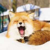 かの (@mikeneko_g) 's Twitter Profile