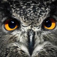 Publiustheowl (@publiustheowl) 's Twitter Profile