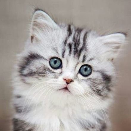 radiothink2's profile picture. Tú que estás entre querubines, brilla