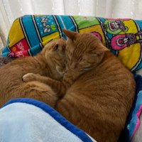 とどどん (@yasu172cm) 's Twitter Profile Photo