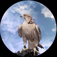 ماجد الشمري (@ypr5qn) Twitter profile photo