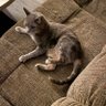 LovesNewEngland's profile picture. Animal lover, Mama to my kitty Pearlie, book lover, aspiring writer, liberal, apolitical. I also love cooking and the outdoors.
