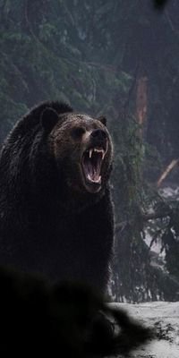 BearNaytowhow Profile Picture