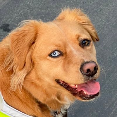 A rescue pup that likes to live big, run, splash and wrestle with my frenz! Cali girl. Only follow dog & pet stuff. #Heterochromia #DogsOfTwitter #RescueDog