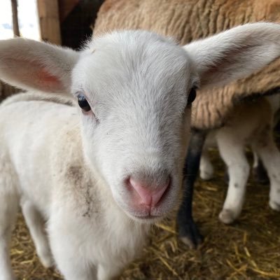 pidp_LF's profile picture. Student